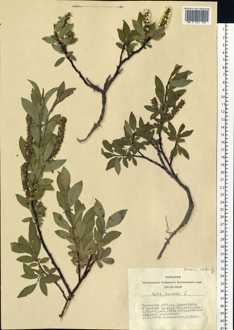 Salix hastata L., Siberia, Altai & Sayany Mountains (S2) (Russia)