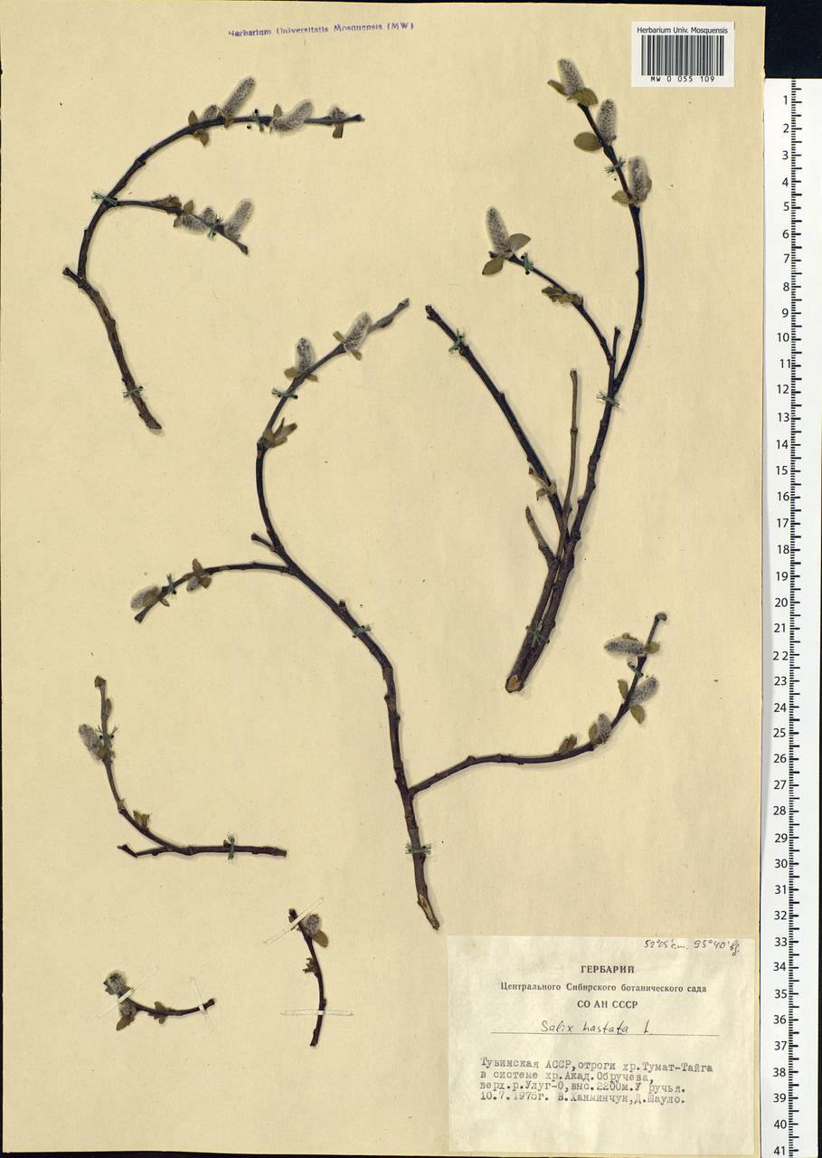 Salix hastata L., Siberia, Altai & Sayany Mountains (S2) (Russia)