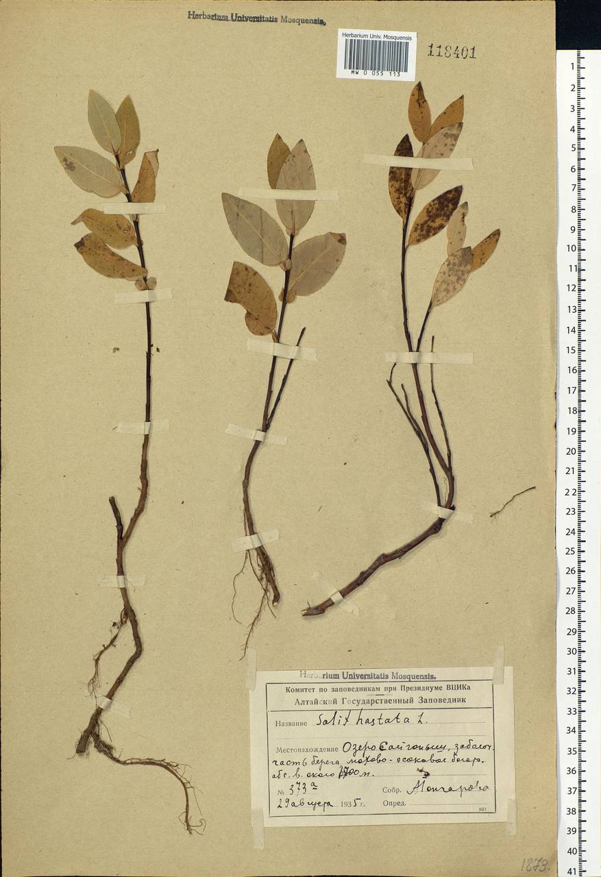 Salix hastata L., Siberia, Altai & Sayany Mountains (S2) (Russia)