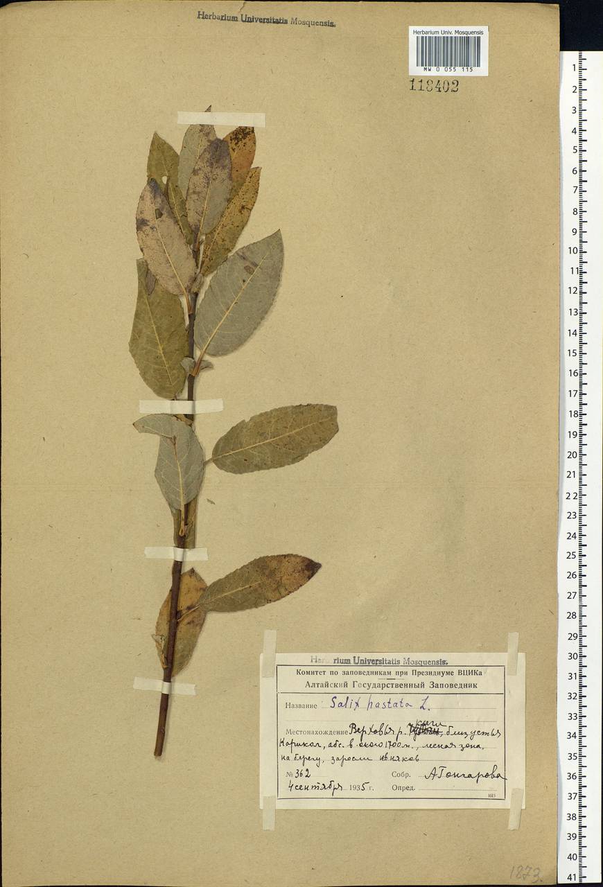 Salix hastata L., Siberia, Altai & Sayany Mountains (S2) (Russia)