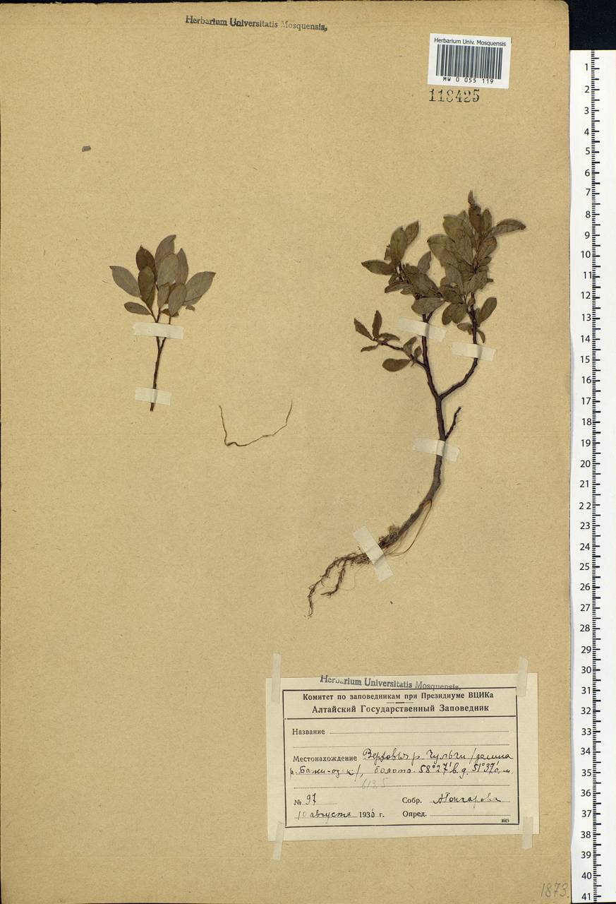 Salix hastata L., Siberia, Altai & Sayany Mountains (S2) (Russia)