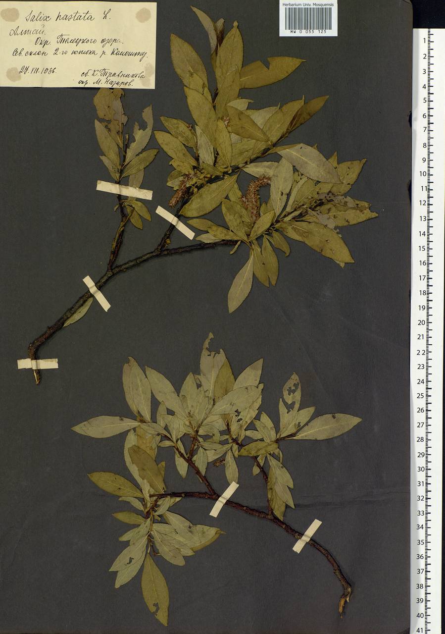Salix hastata L., Siberia, Altai & Sayany Mountains (S2) (Russia)
