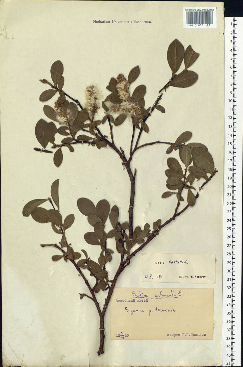 Salix hastata L., Siberia, Altai & Sayany Mountains (S2) (Russia)