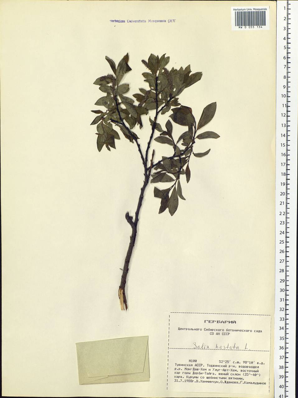 Salix hastata L., Siberia, Altai & Sayany Mountains (S2) (Russia)