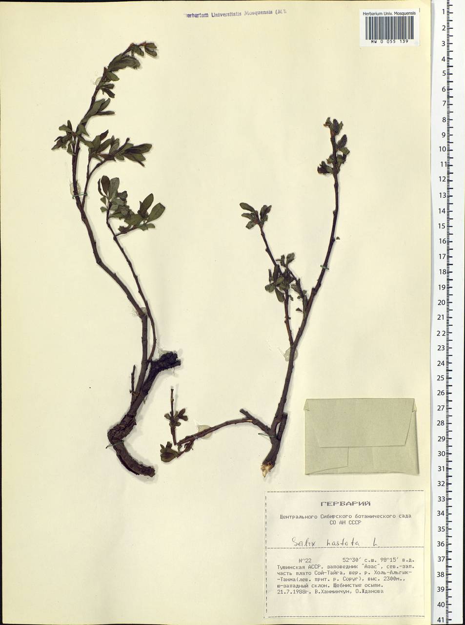 Salix hastata L., Siberia, Altai & Sayany Mountains (S2) (Russia)