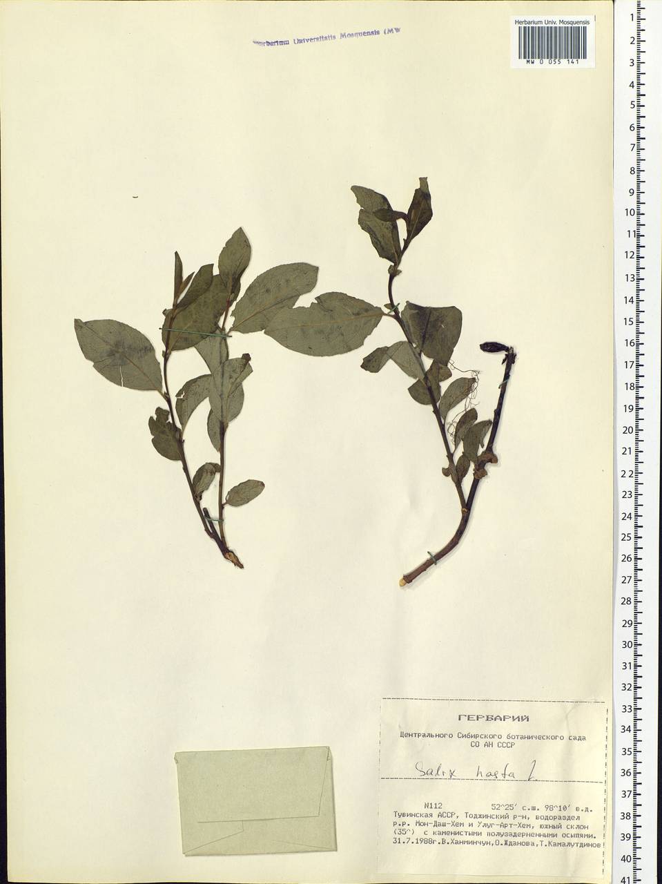 Salix hastata L., Siberia, Altai & Sayany Mountains (S2) (Russia)