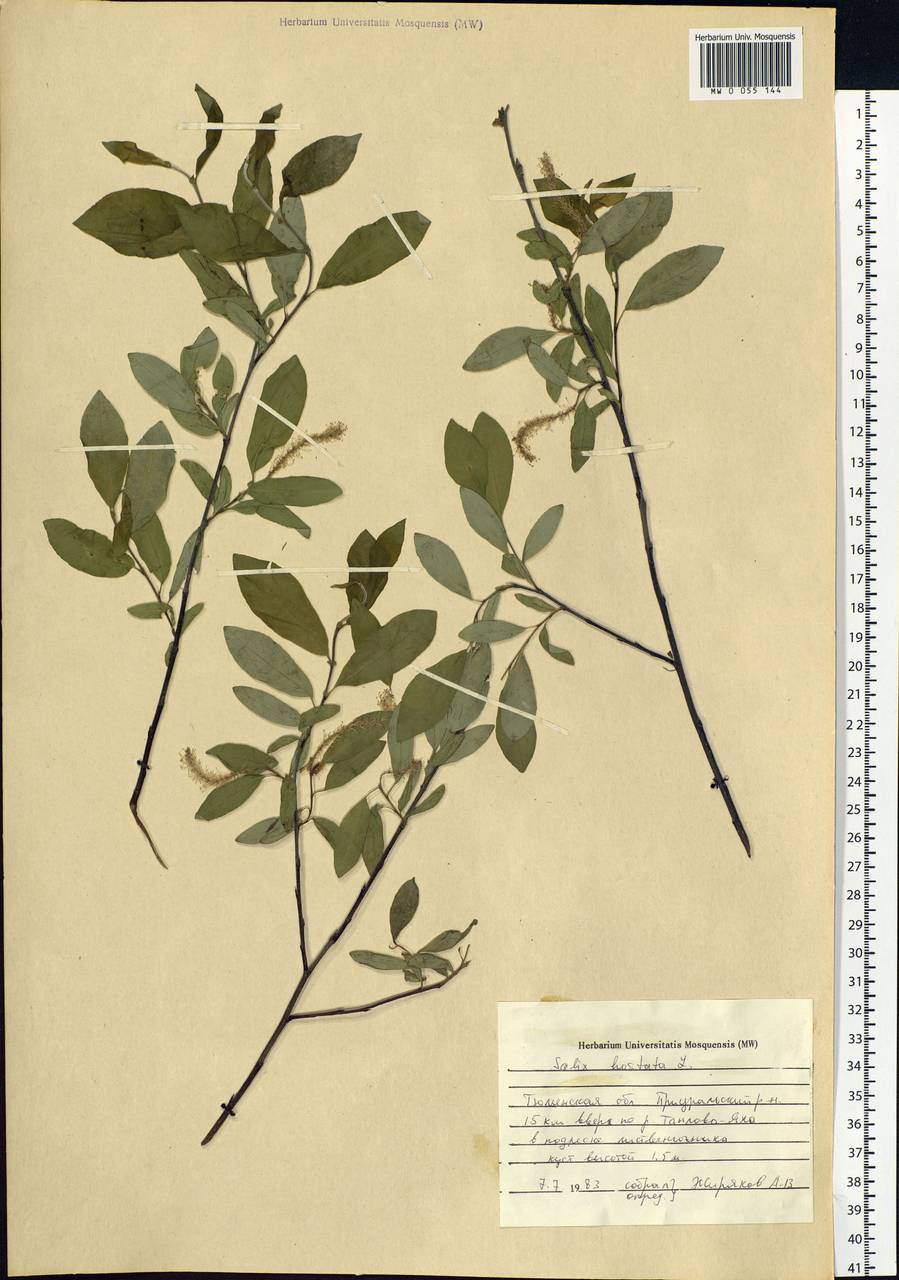 Salix hastata L., Siberia, Western Siberia (S1) (Russia)