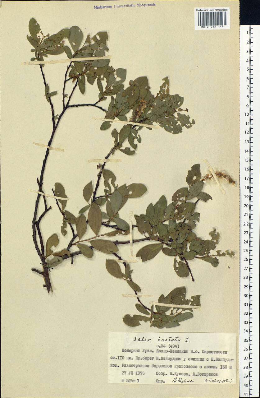 Salix hastata L., Siberia, Western Siberia (S1) (Russia)