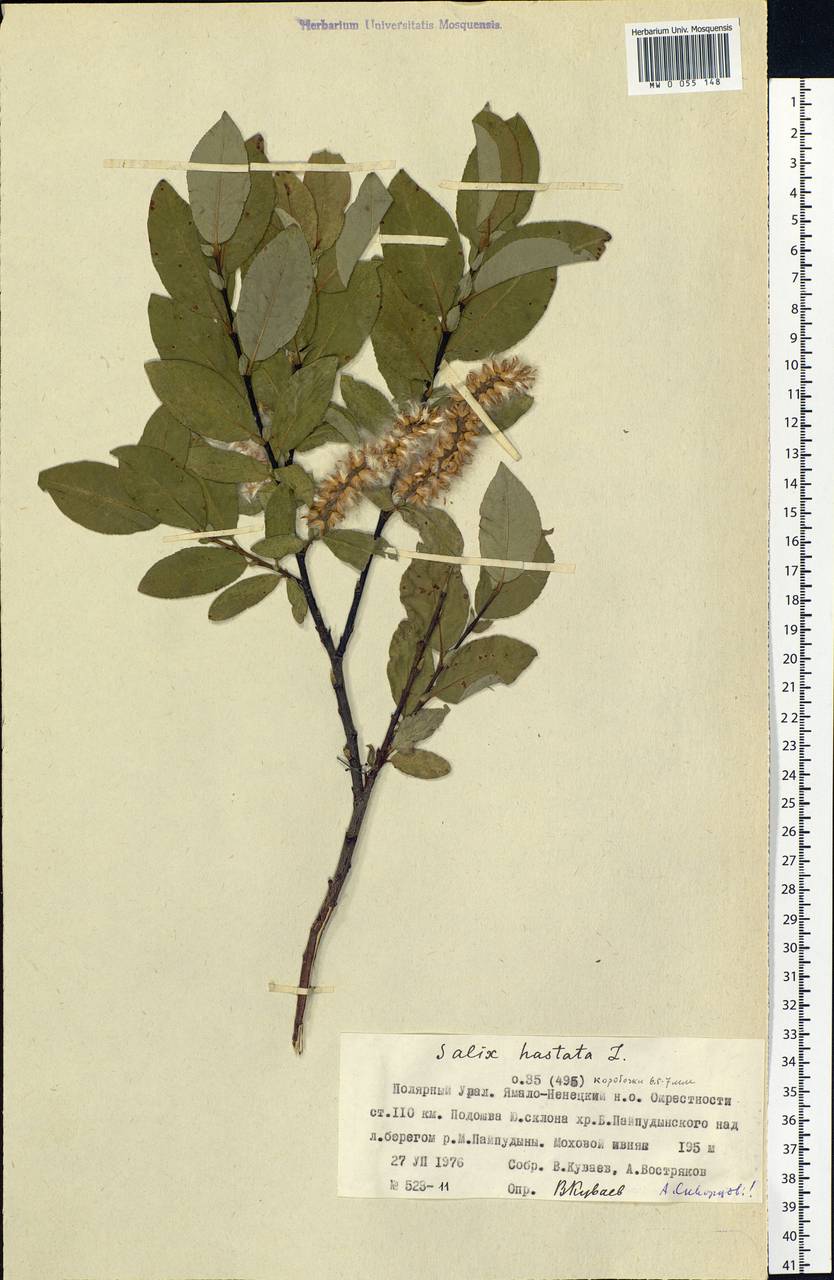 Salix hastata L., Siberia, Western Siberia (S1) (Russia)