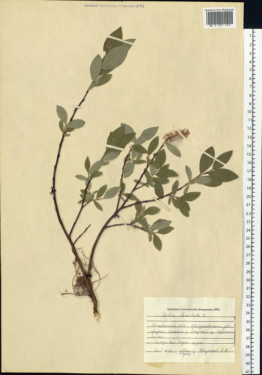 Salix hastata L., Siberia, Western Siberia (S1) (Russia)