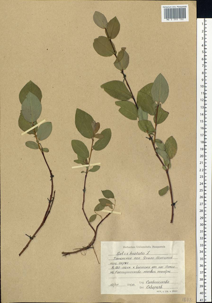 Salix hastata L., Siberia, Western Siberia (S1) (Russia)