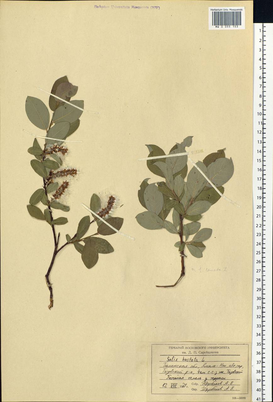 Salix hastata L., Siberia, Western Siberia (S1) (Russia)