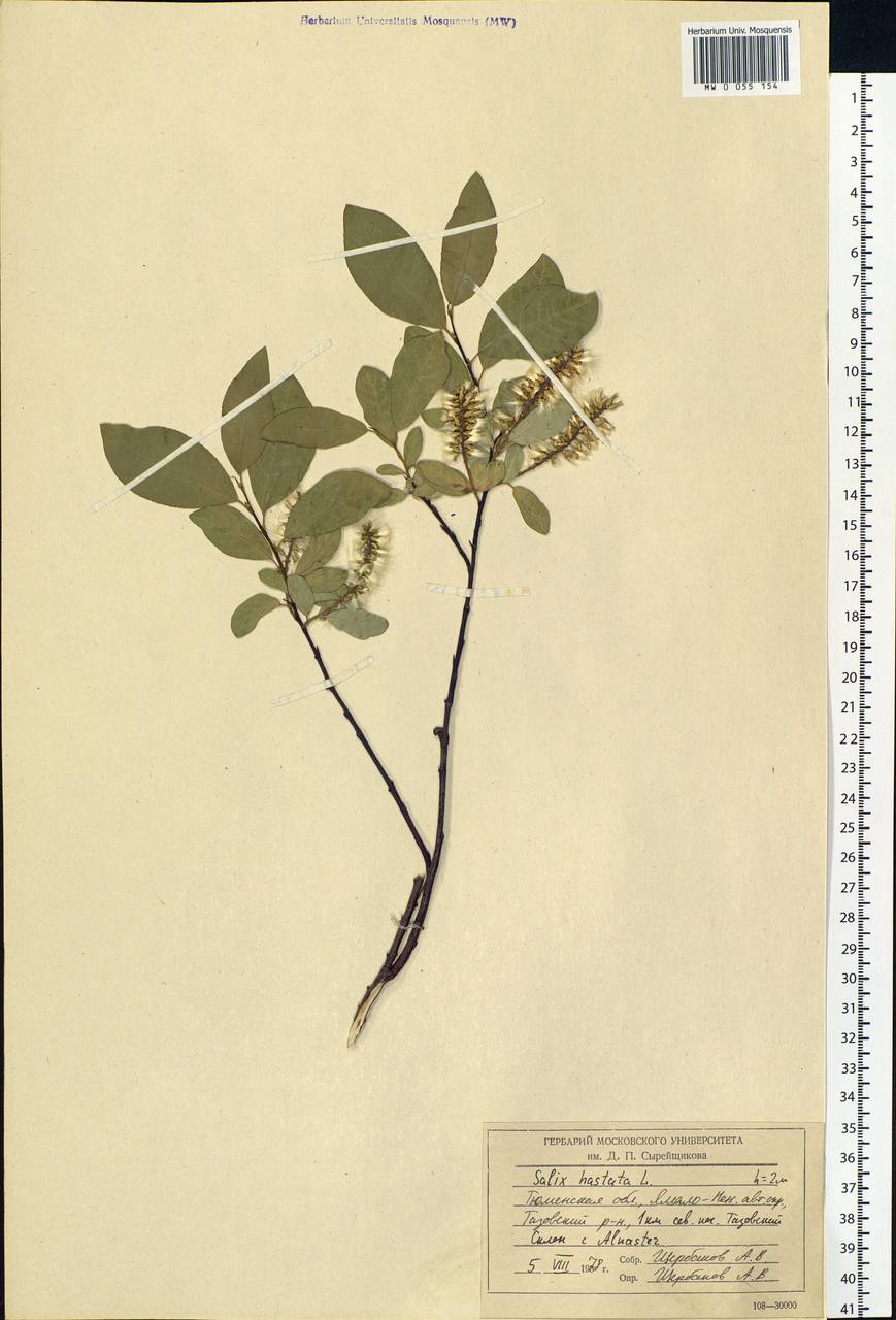 Salix hastata L., Siberia, Western Siberia (S1) (Russia)