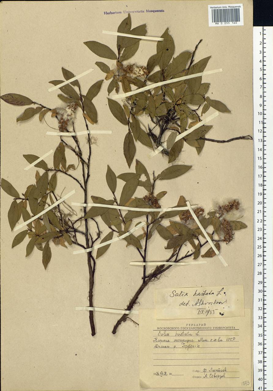 Salix hastata L., Siberia, Western Siberia (S1) (Russia)