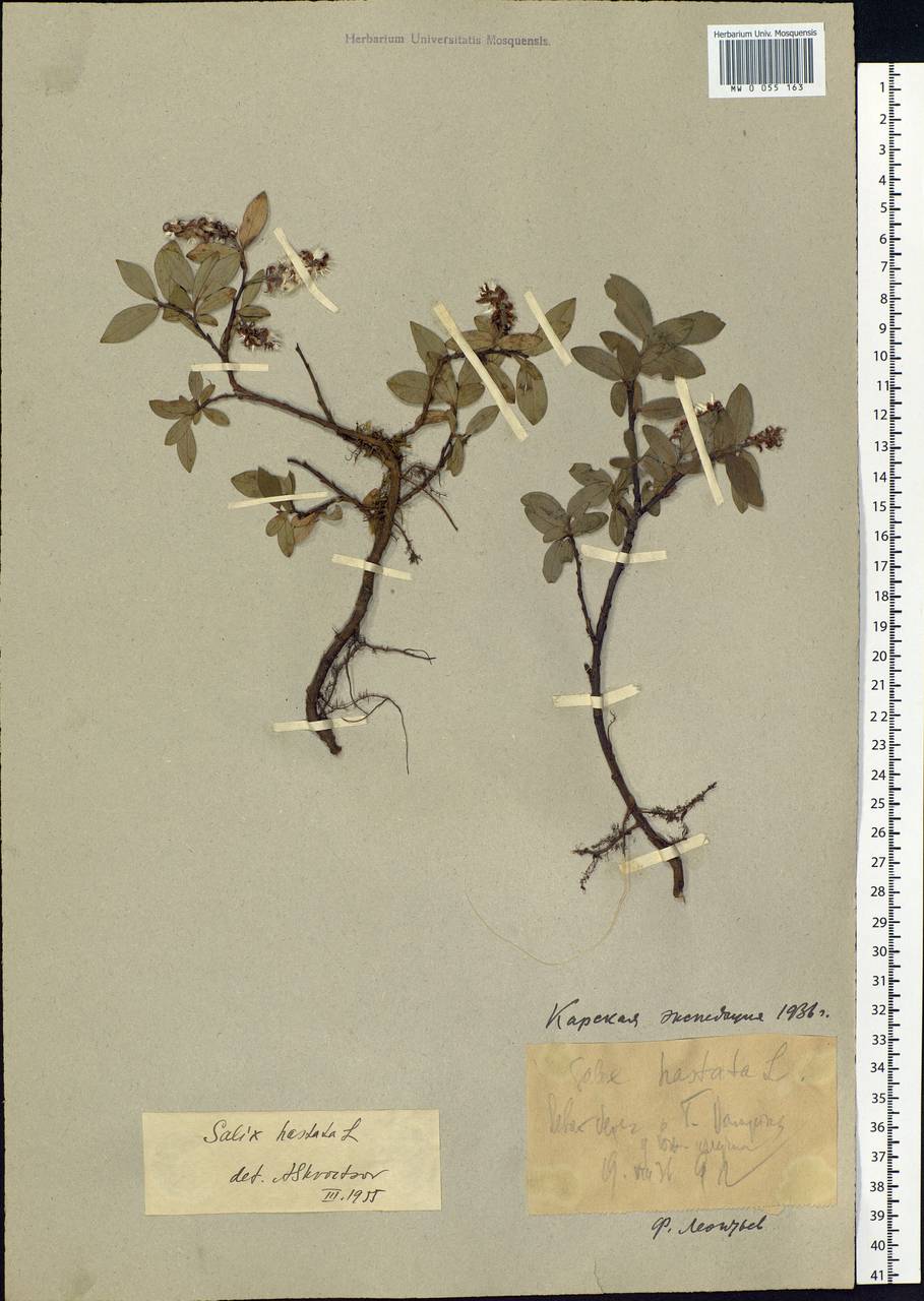 Salix hastata L., Siberia, Western Siberia (S1) (Russia)