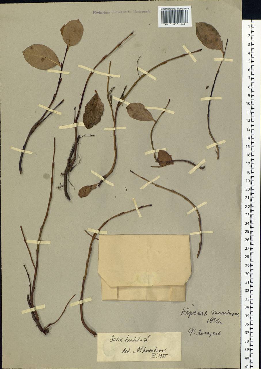 Salix hastata L., Siberia, Western Siberia (S1) (Russia)