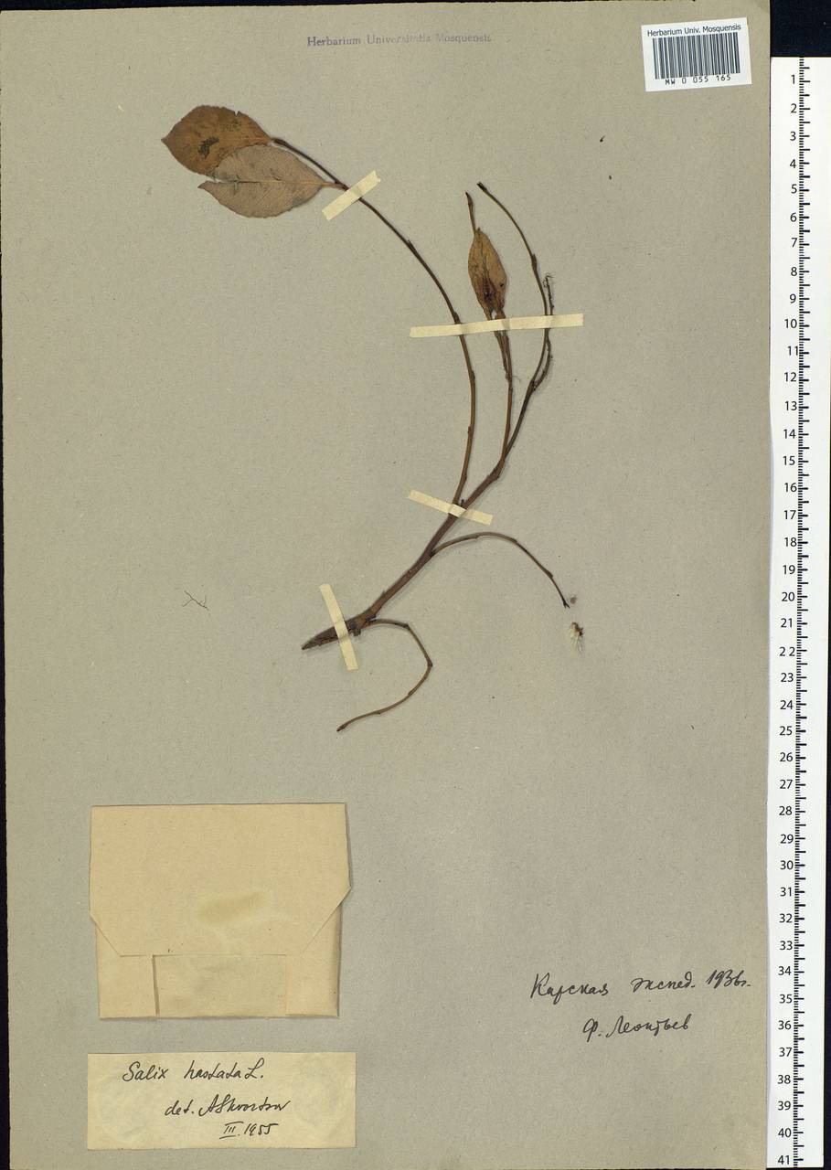 Salix hastata L., Siberia, Western Siberia (S1) (Russia)