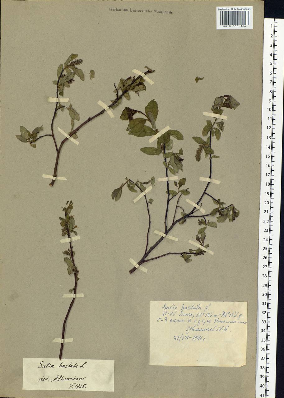 Salix hastata L., Siberia, Western Siberia (S1) (Russia)