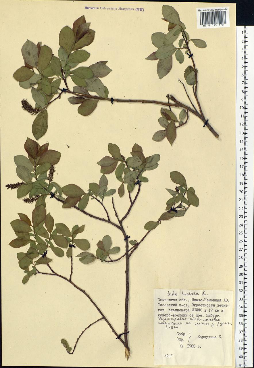 Salix hastata L., Siberia, Western Siberia (S1) (Russia)