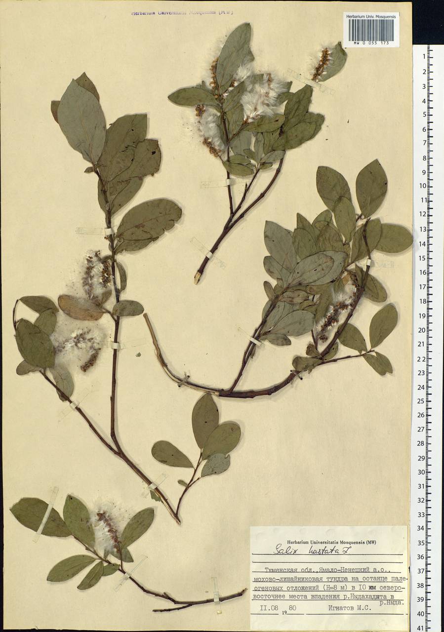 Salix hastata L., Siberia, Western Siberia (S1) (Russia)