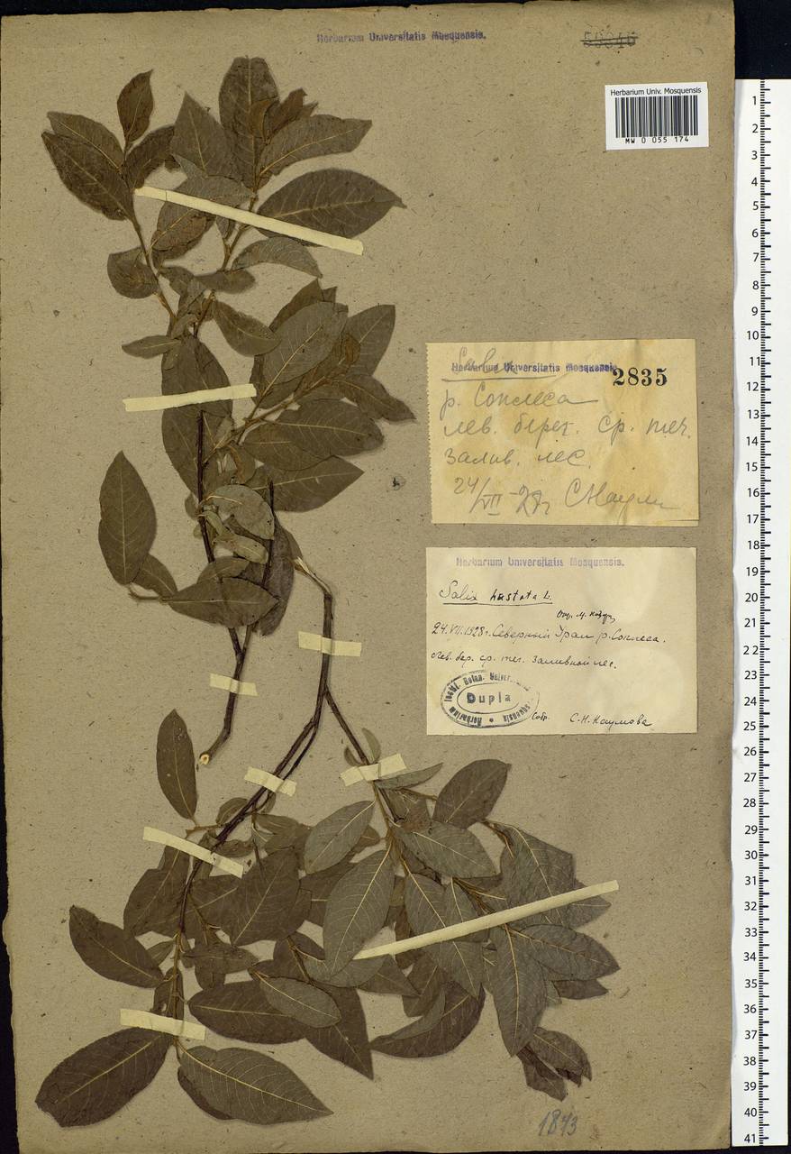 Salix hastata L., Eastern Europe, Eastern region (E10) (Russia)