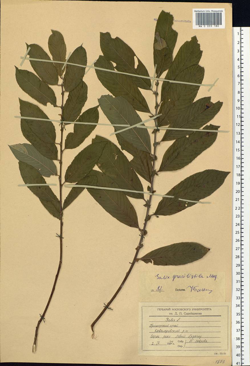 Salix gracilistyla Miq., Siberia, Russian Far East (S6) (Russia)