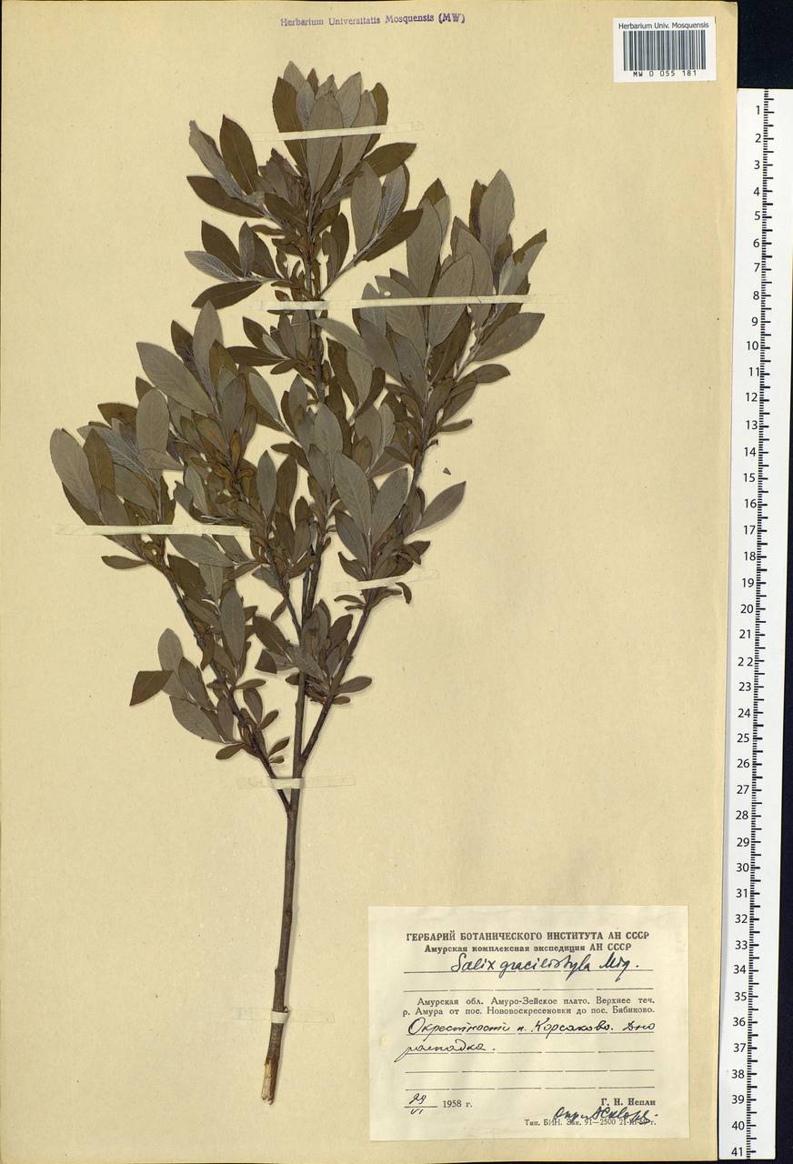 Salix gracilistyla Miq., Siberia, Russian Far East (S6) (Russia)