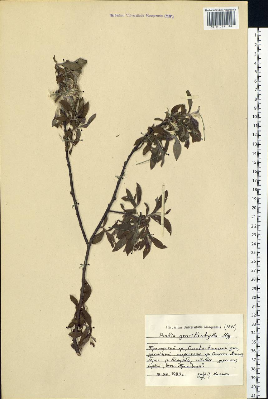 Salix gracilistyla Miq., Siberia, Russian Far East (S6) (Russia)