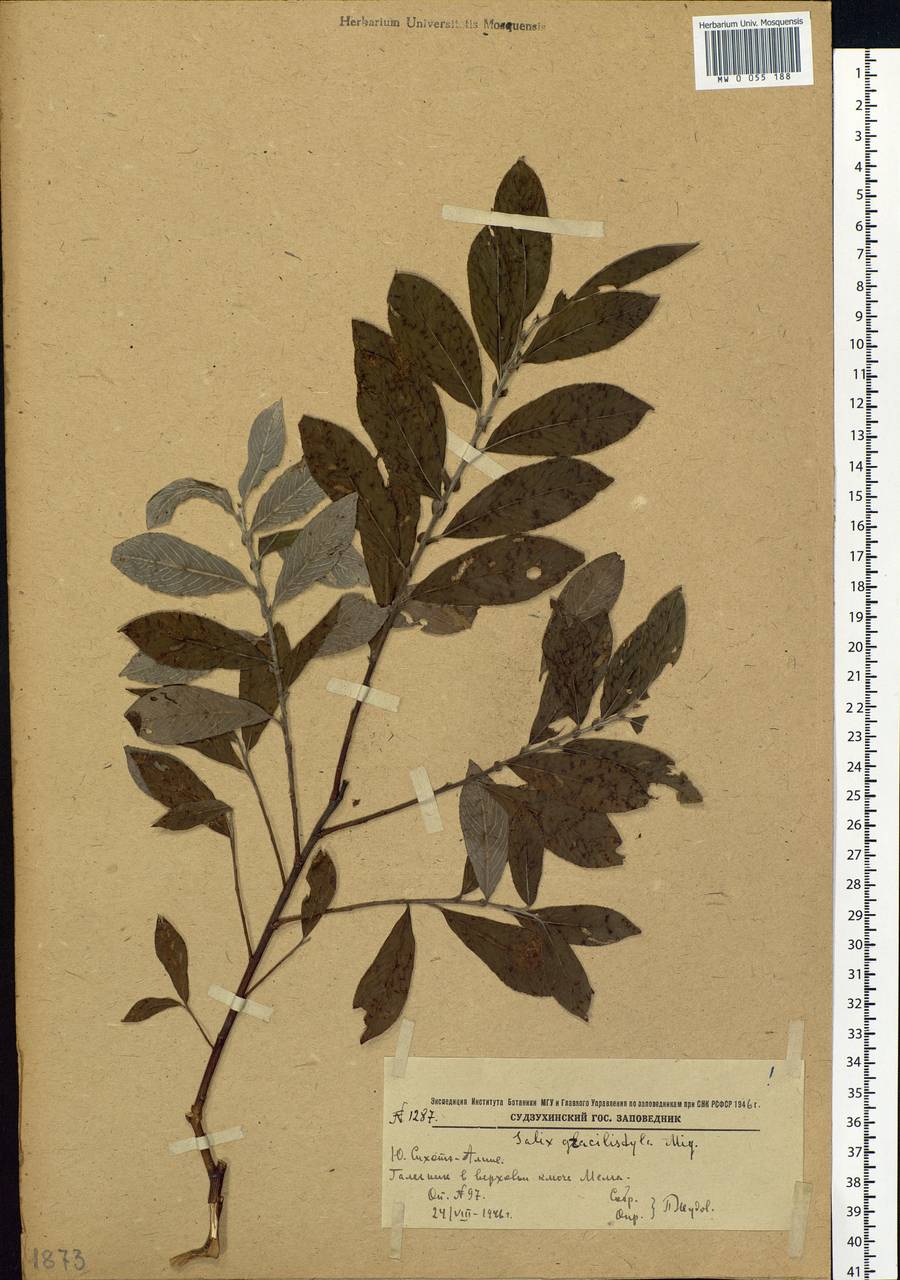 Salix gracilistyla Miq., Siberia, Russian Far East (S6) (Russia)