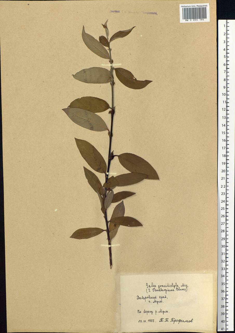 Salix gracilistyla Miq., Siberia, Russian Far East (S6) (Russia)