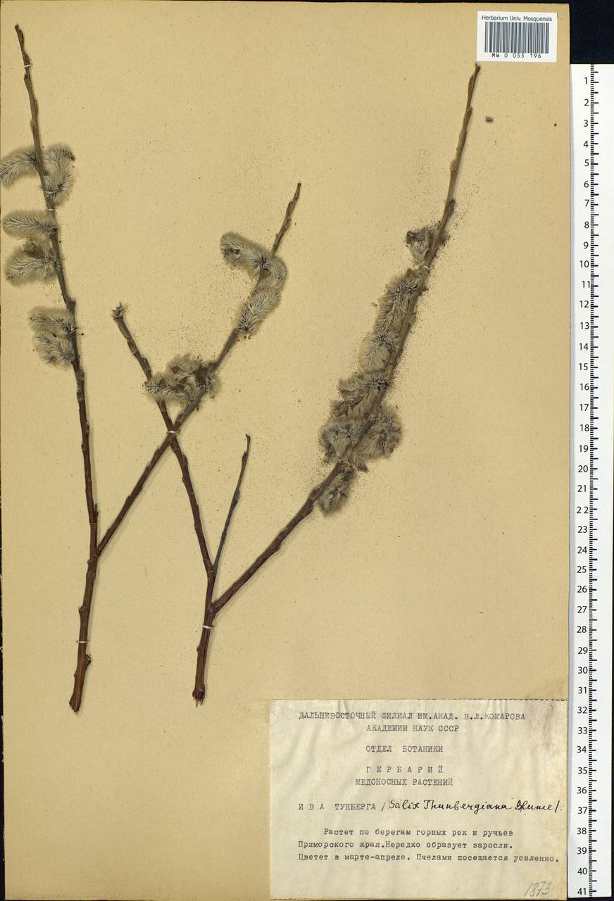 Salix gracilistyla Miq., Siberia, Russian Far East (S6) (Russia)