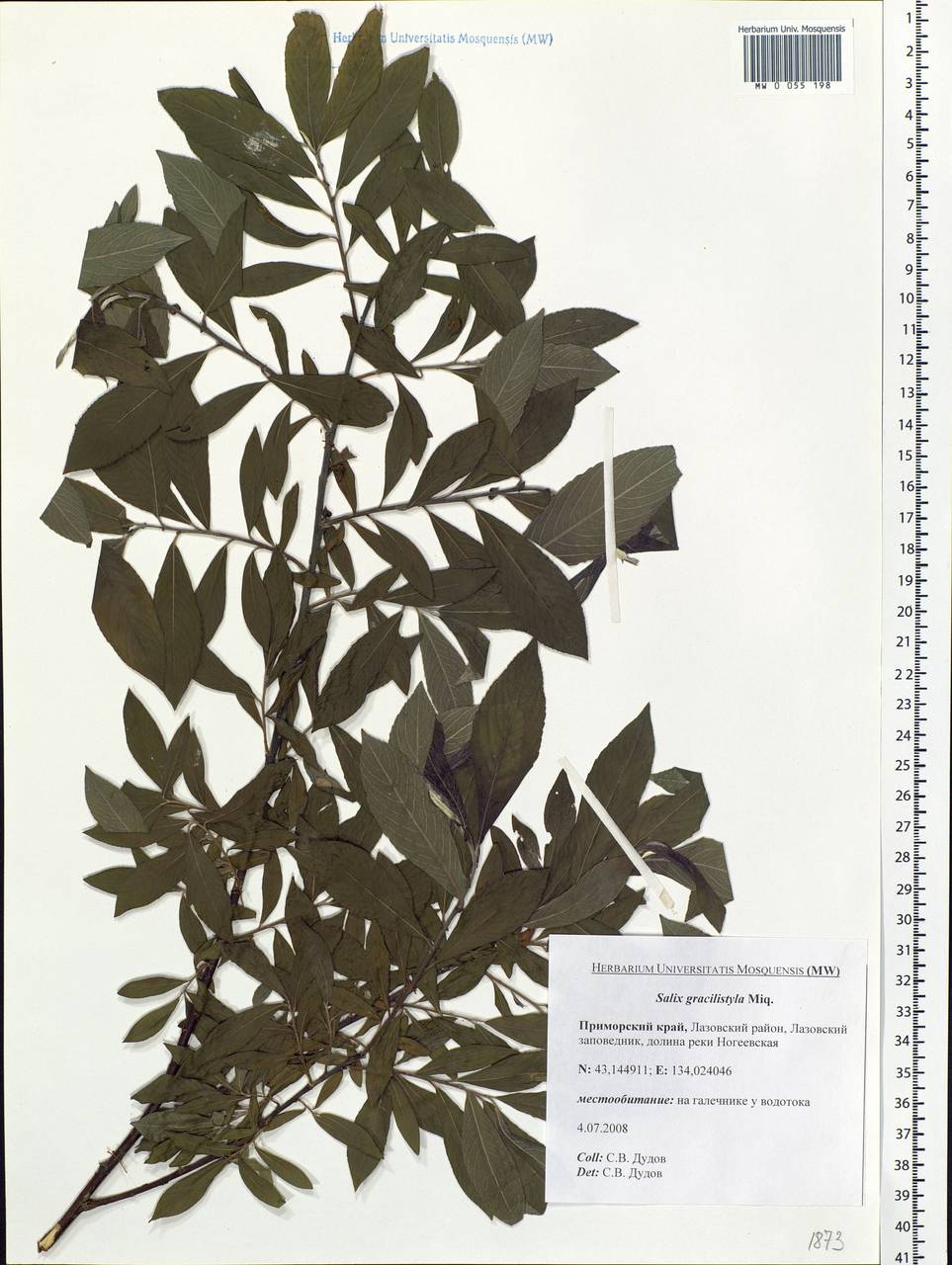 Salix gracilistyla Miq., Siberia, Russian Far East (S6) (Russia)