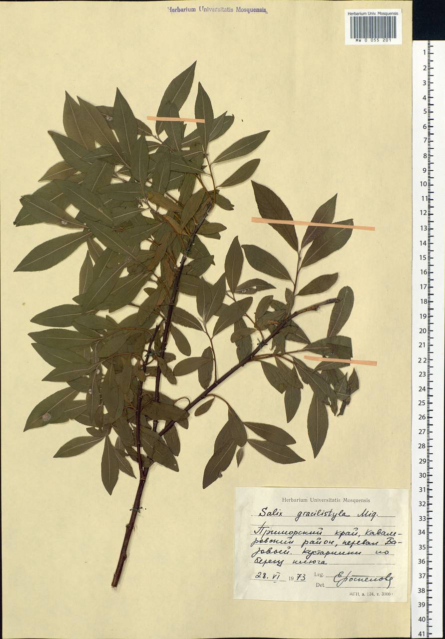 Salix gracilistyla Miq., Siberia, Russian Far East (S6) (Russia)
