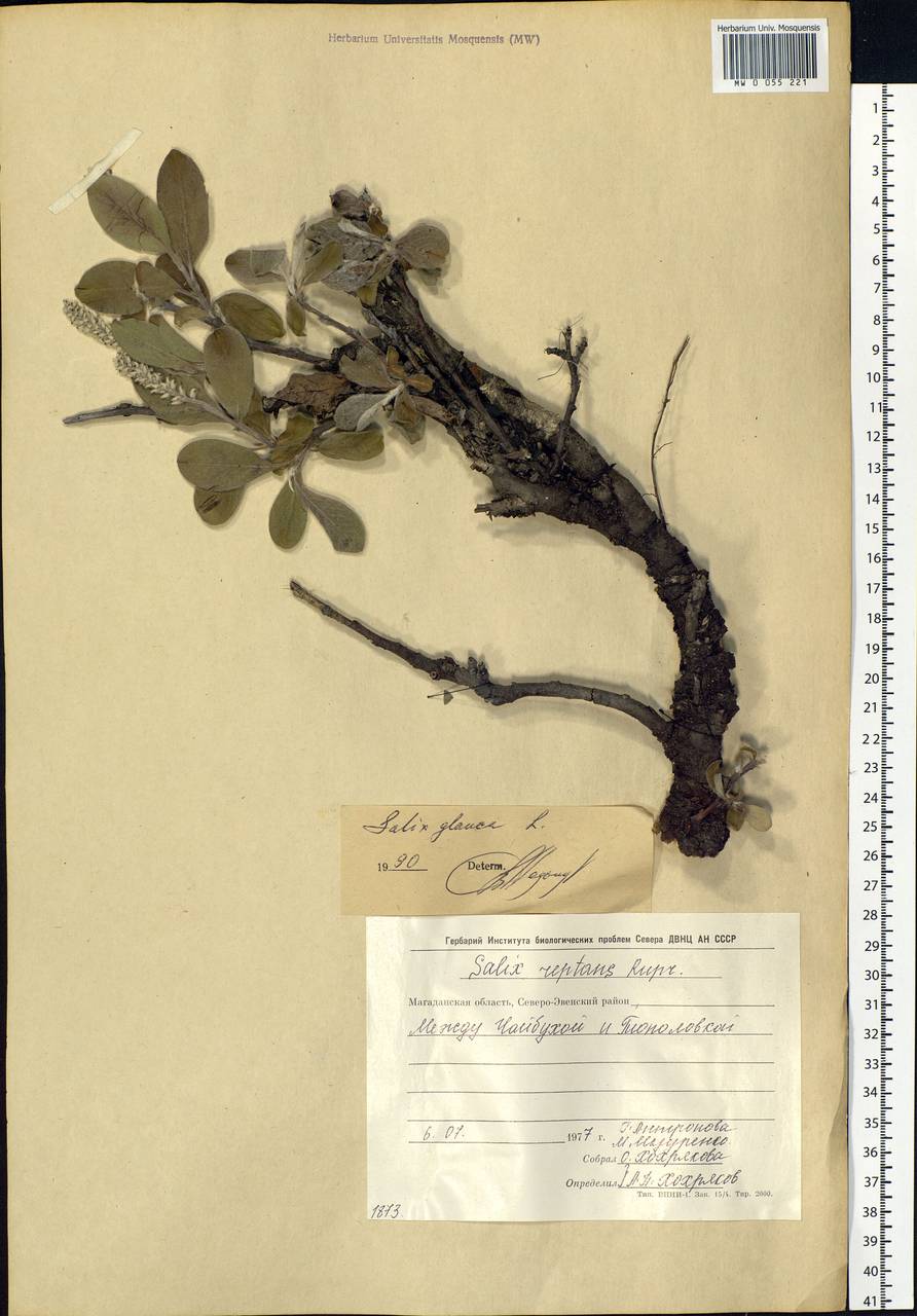 Salix glauca L., Siberia, Chukotka & Kamchatka (S7) (Russia)
