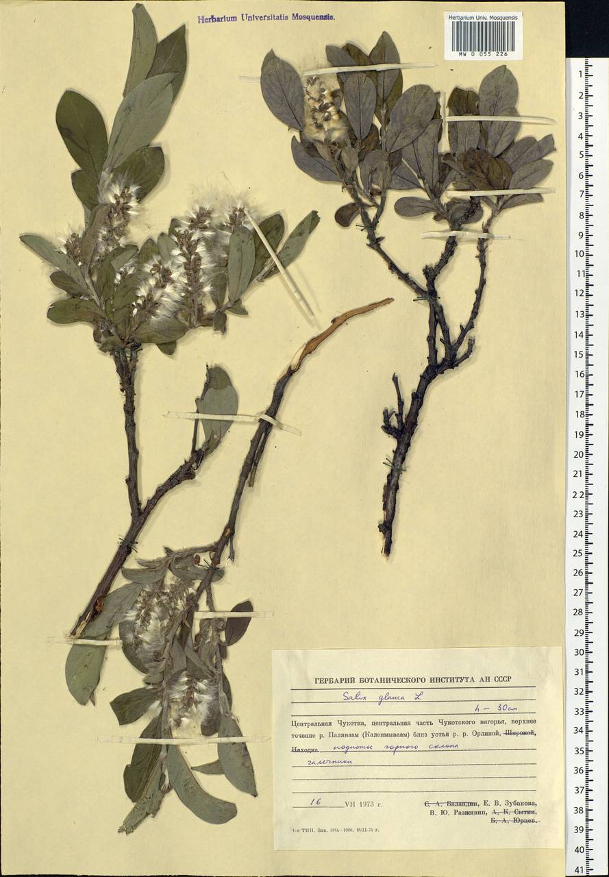 Salix glauca L., Siberia, Chukotka & Kamchatka (S7) (Russia)