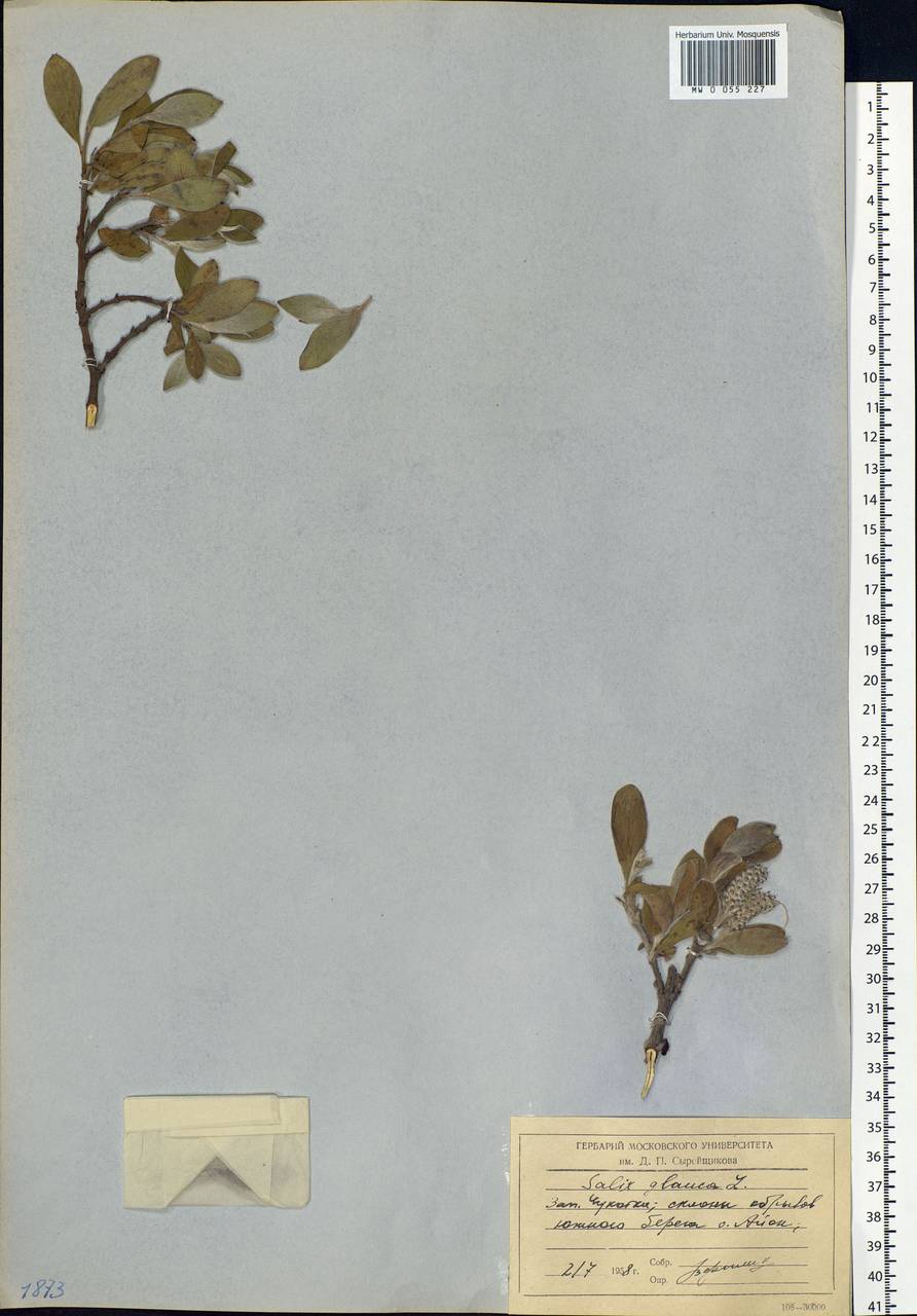 Salix glauca L., Siberia, Chukotka & Kamchatka (S7) (Russia)