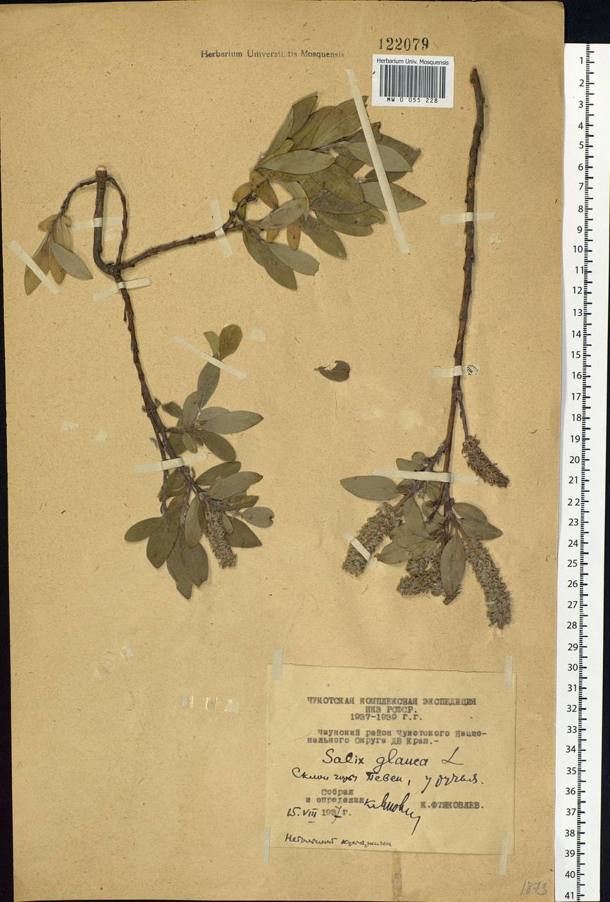 Salix glauca L., Siberia, Chukotka & Kamchatka (S7) (Russia)