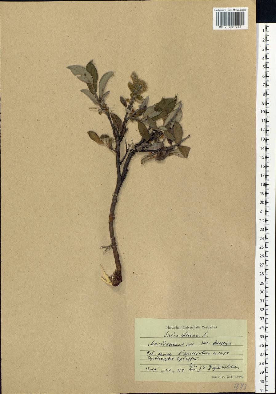 Salix glauca L., Siberia, Chukotka & Kamchatka (S7) (Russia)