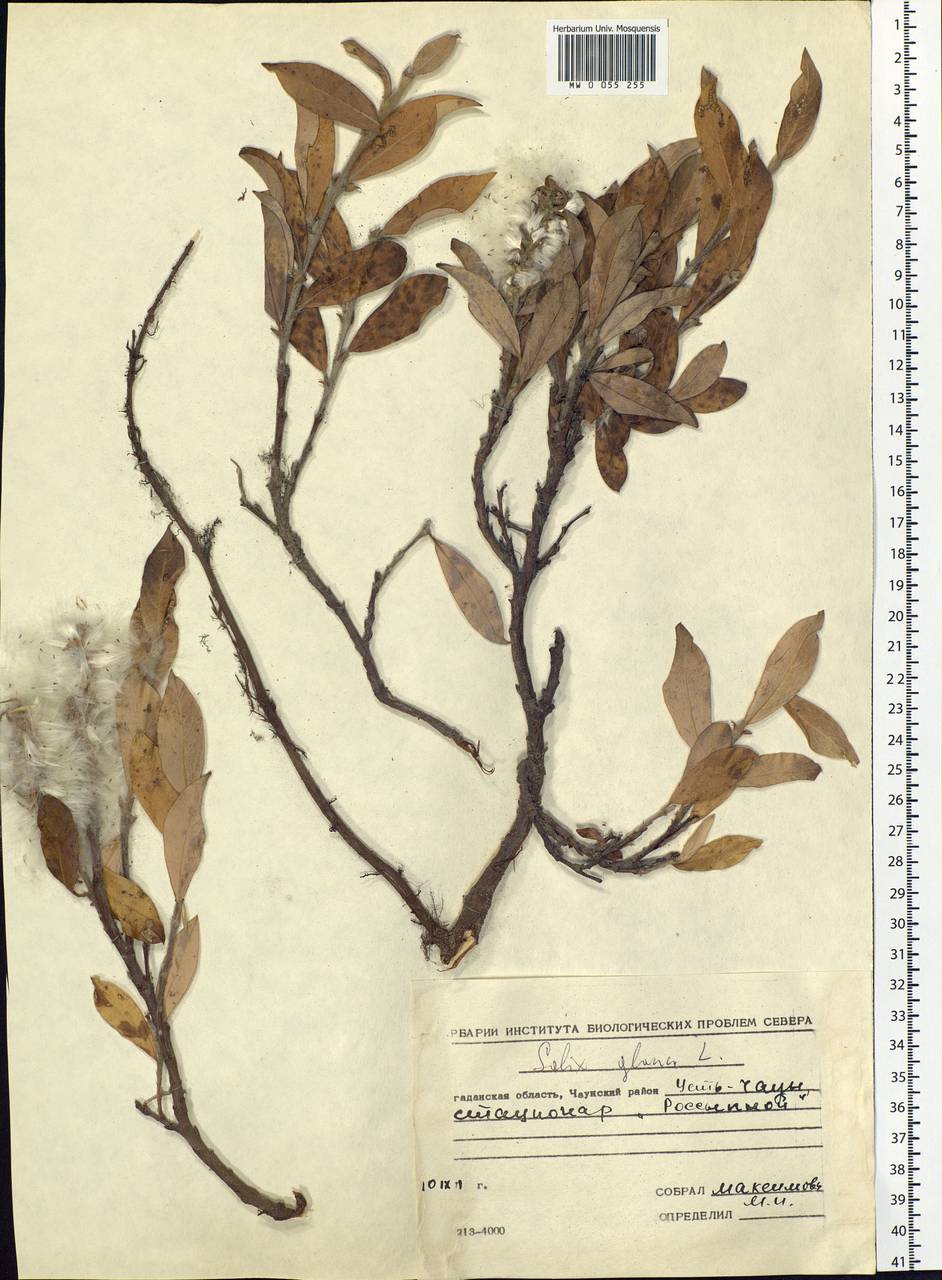 Salix glauca L., Siberia, Chukotka & Kamchatka (S7) (Russia)