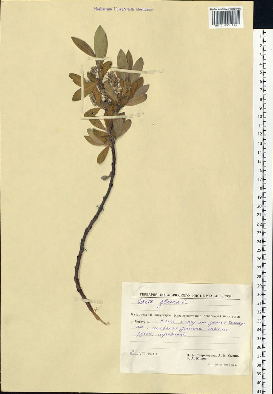 Salix glauca L., Siberia, Chukotka & Kamchatka (S7) (Russia)