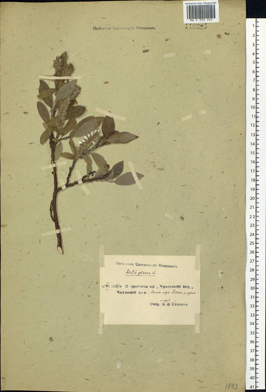 Salix glauca L., Siberia, Chukotka & Kamchatka (S7) (Russia)