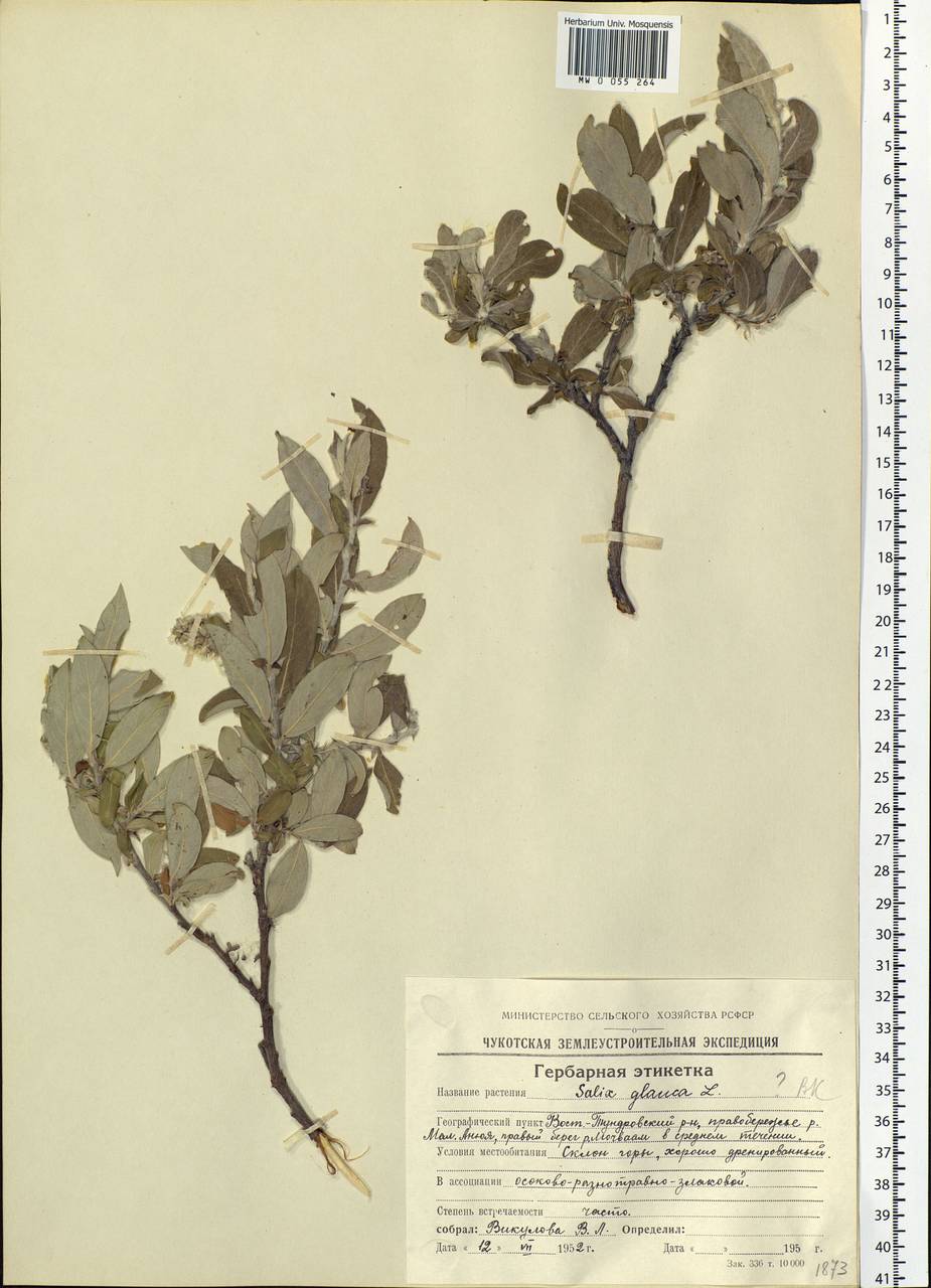 Salix glauca L., Siberia, Chukotka & Kamchatka (S7) (Russia)