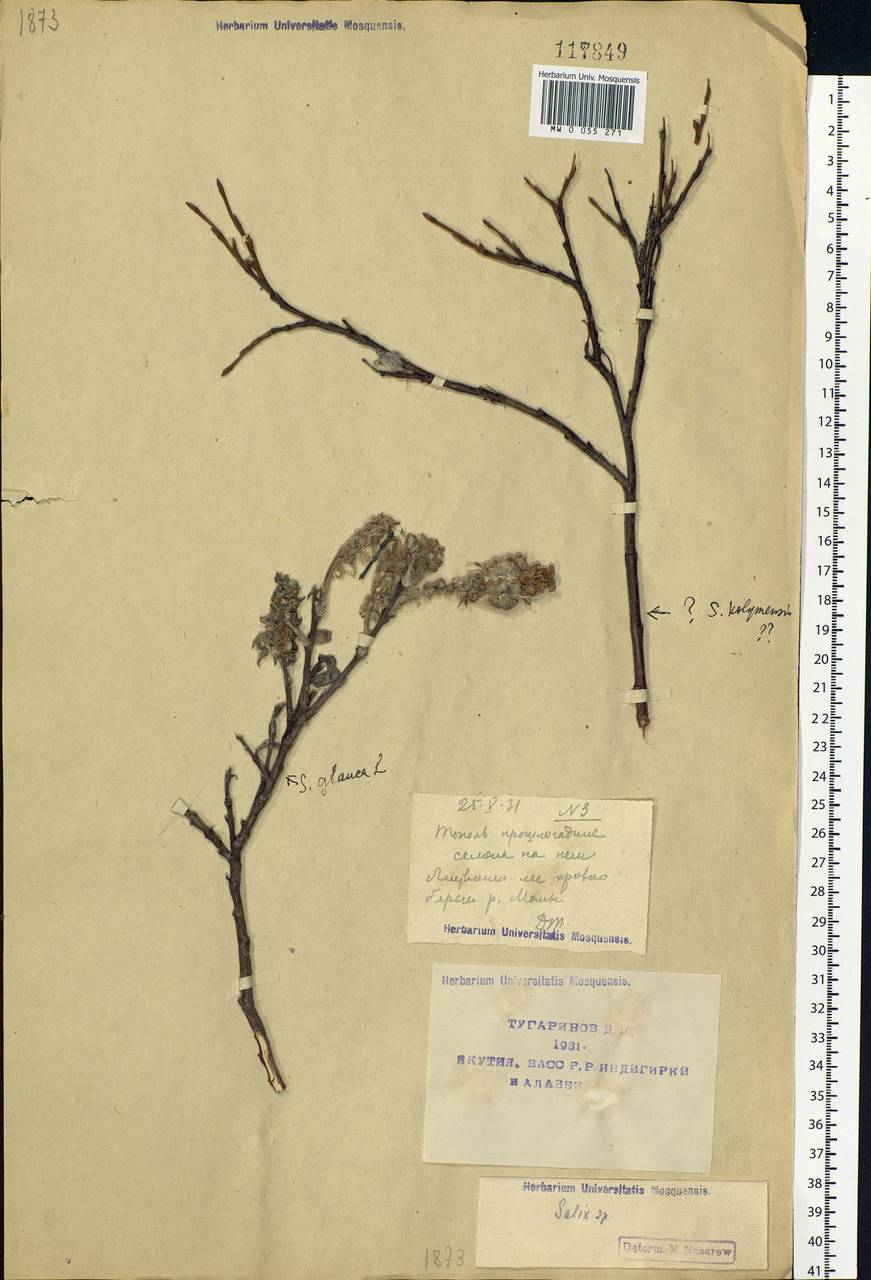 Salix glauca L., Siberia, Yakutia (S5) (Russia)