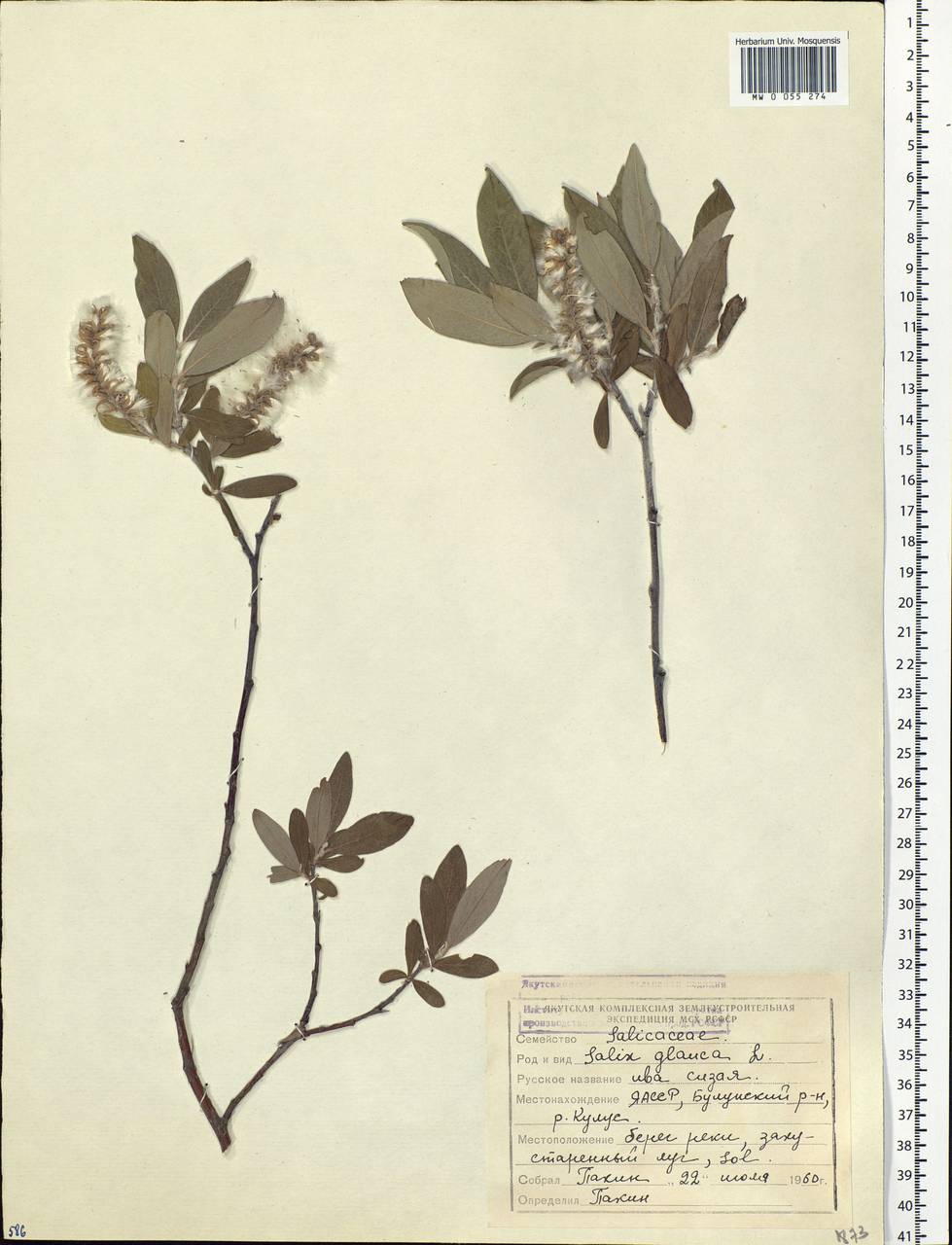 Salix glauca L., Siberia, Yakutia (S5) (Russia)