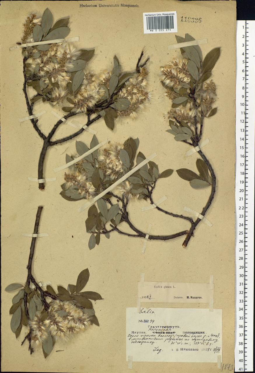 Salix glauca L., Siberia, Yakutia (S5) (Russia)