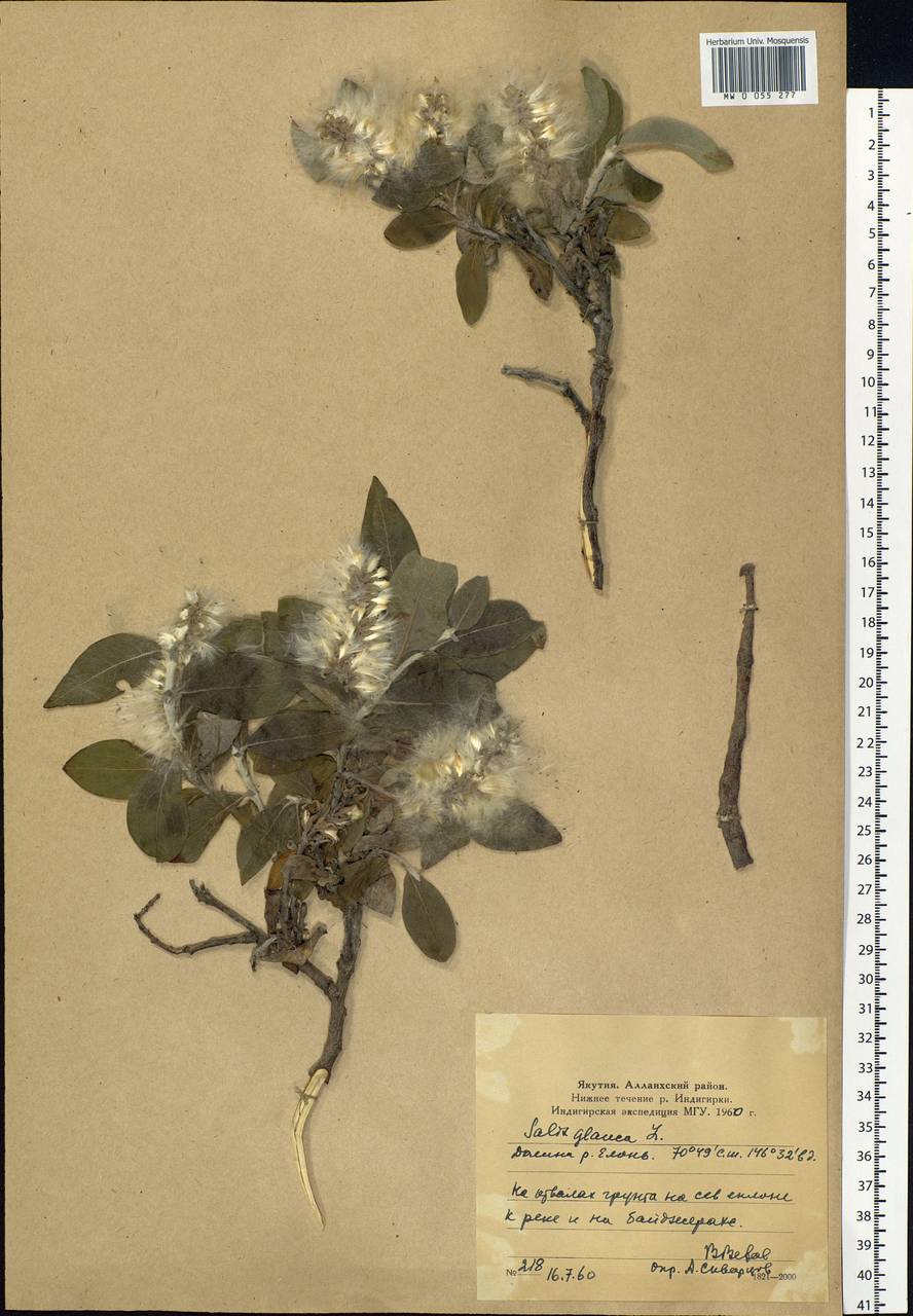 Salix glauca L., Siberia, Yakutia (S5) (Russia)