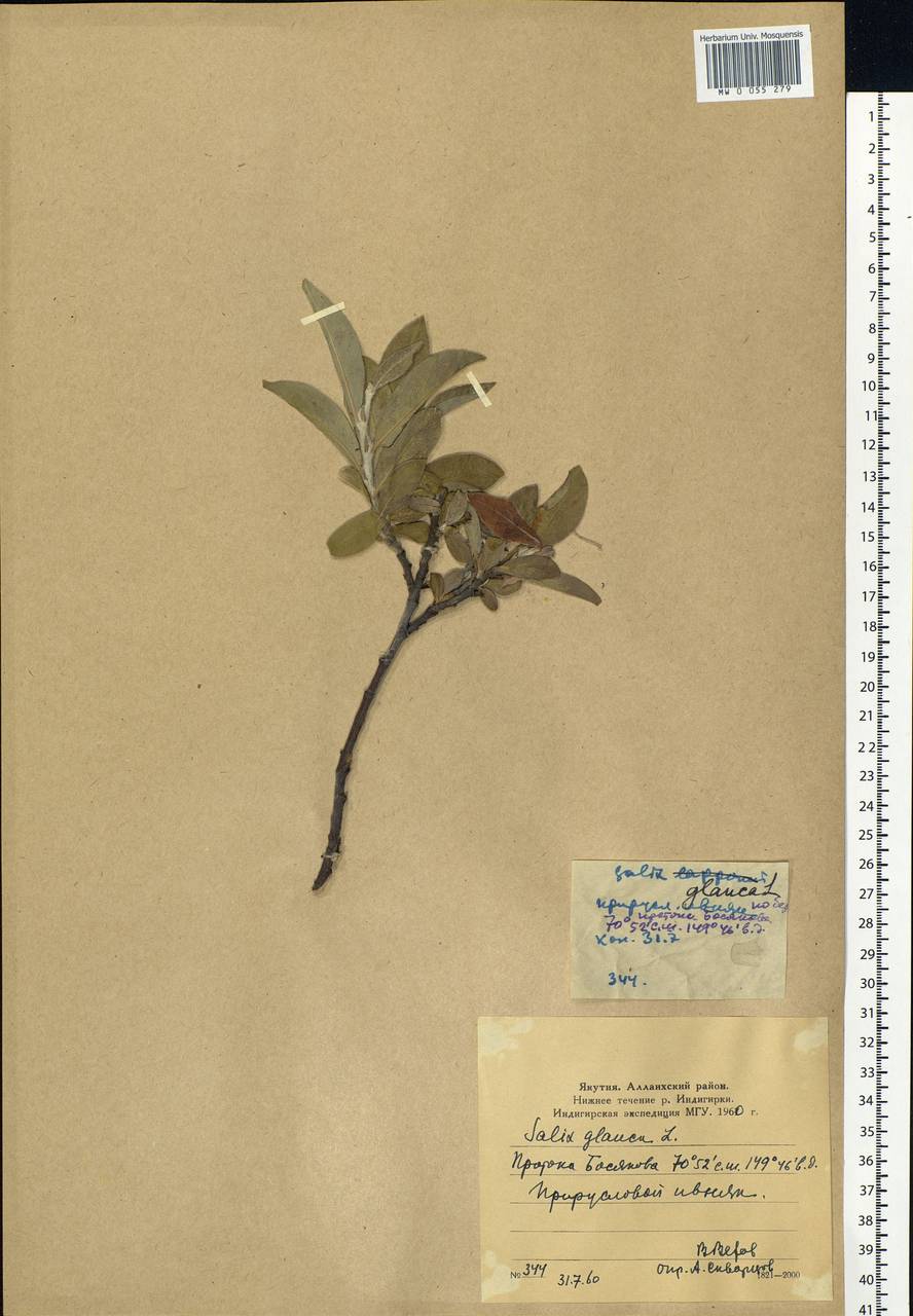 Salix glauca L., Siberia, Yakutia (S5) (Russia)