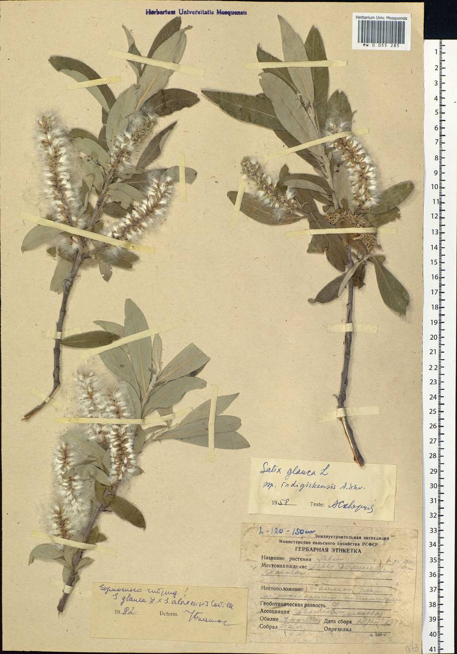 Salix glauca L., Siberia, Yakutia (S5) (Russia)