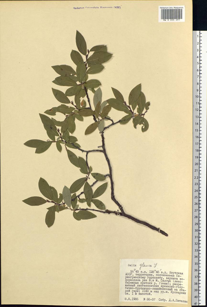 Salix glauca L., Siberia, Yakutia (S5) (Russia)