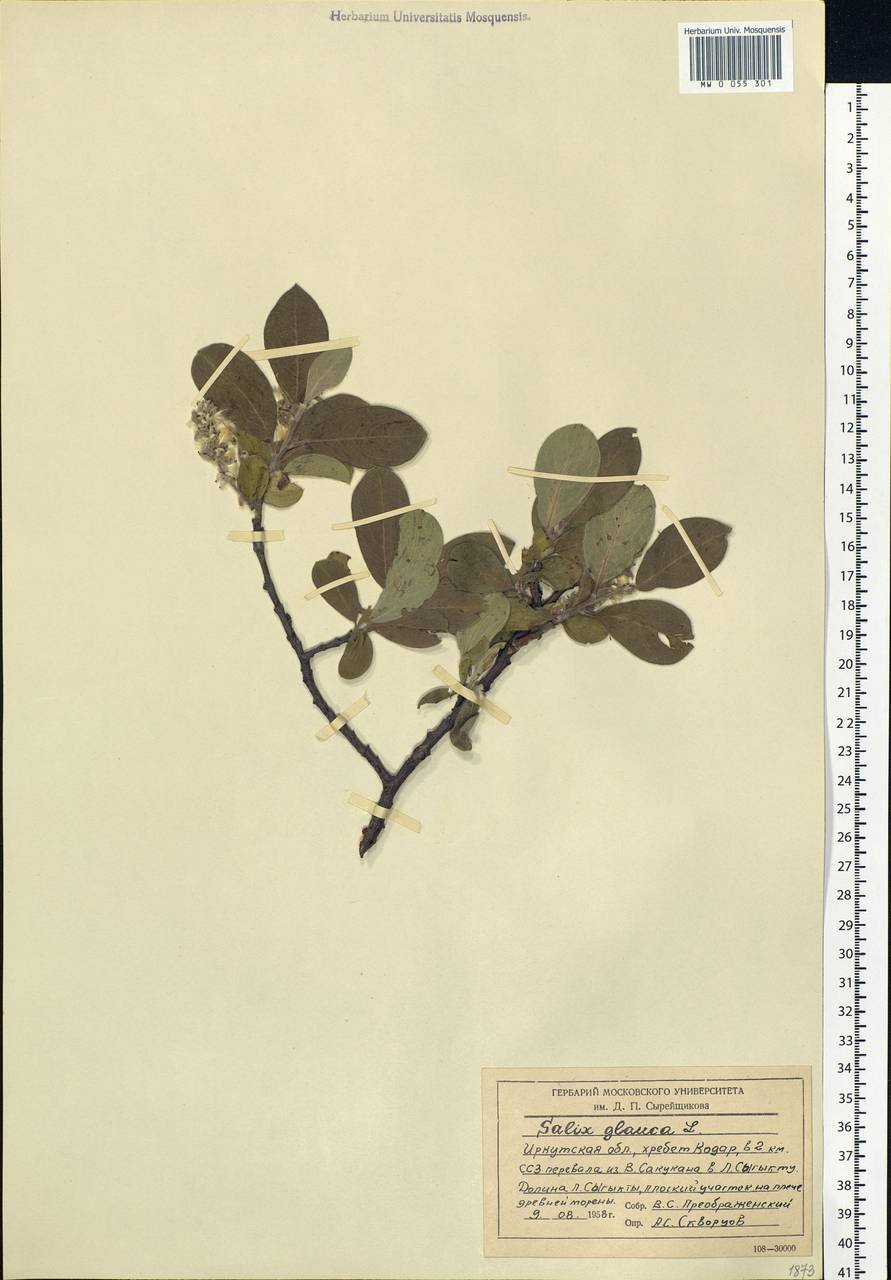 Salix glauca L., Siberia, Baikal & Transbaikal region (S4) (Russia)